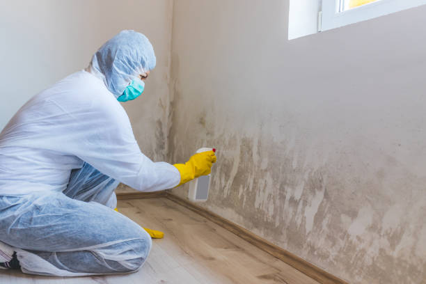 Licensed Attic Mold Removal service in Winchester, MA - WQB Mold Removal