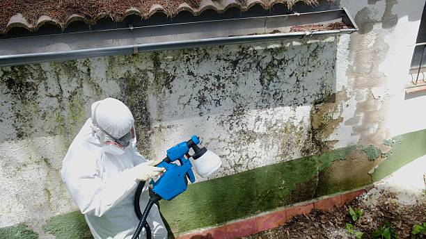 Top rated local Attic Mold Removal specialists in Winchester, MA